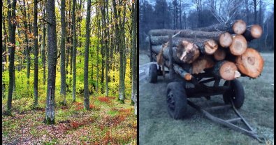 Photo – A man cut down trees in a nature reserve and ran away from an arboretum in the Rivne region