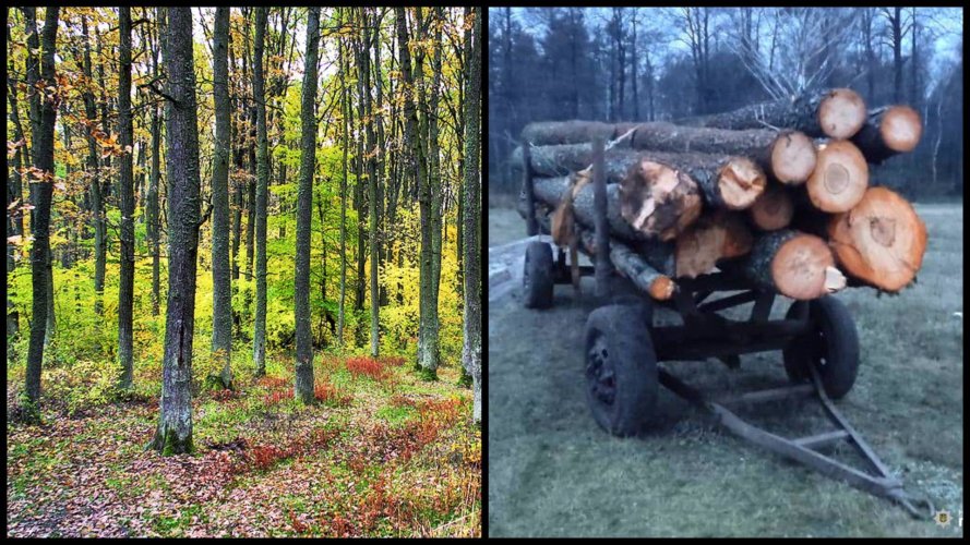 В Ривненской области мужчина вырубал деревья в заказнике и сбежал от лесника