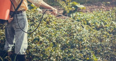 Photo – Spoiled pesticides have polluted agricultural lands in the Sumy region