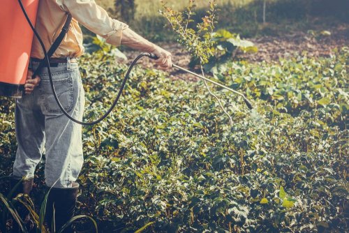 Spoiled pesticides have polluted agricultural lands in the Sumy region