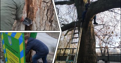 Фото – У Києві полікували сторічні заповідні дерева