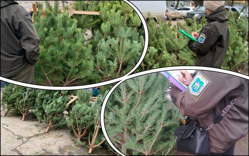Three sellers of illegal Christmas trees were exposed in Mykolaiv