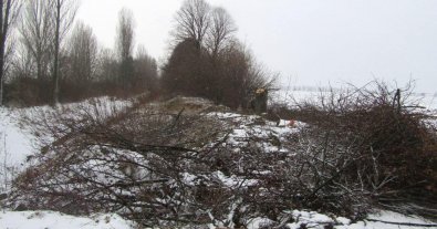 Фото – Під Києвом “чорні лісоруби” знищили дерев на 2,4 мільйона гривень