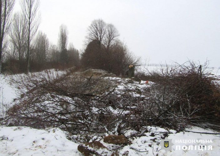 Під Києвом “чорні лісоруби” знищили дерев на 2,4 мільйона гривень