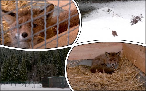 The first patient of a rehabilitation center is set free in Bukovyna