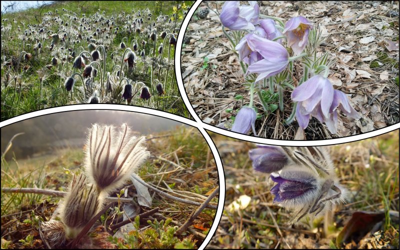 На Киевщине заповедники помогли восстановить популяцию редкого цветка – экологи