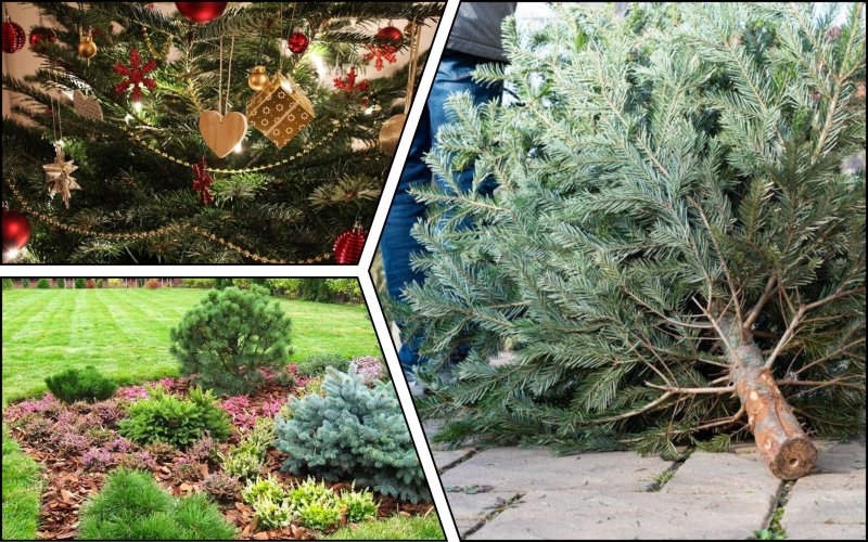 44 Christmas trees collection points opened in Kyiv: where to bring them
