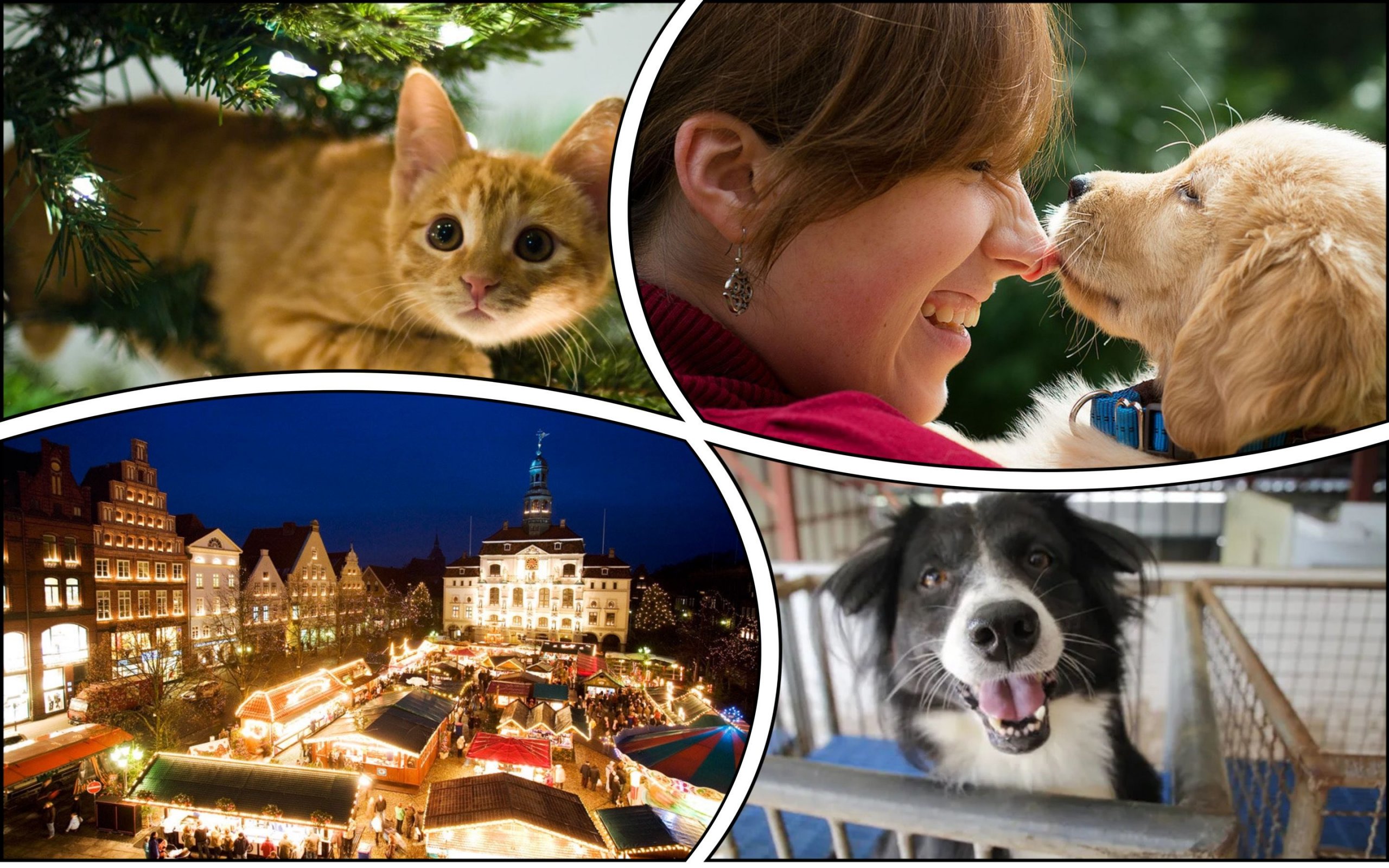Photo – Lviv residents urged to adopt shelter animals for the holidays