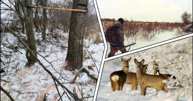 Фото – На Сумщині браконьєри жорстоко вбили 8 косуль