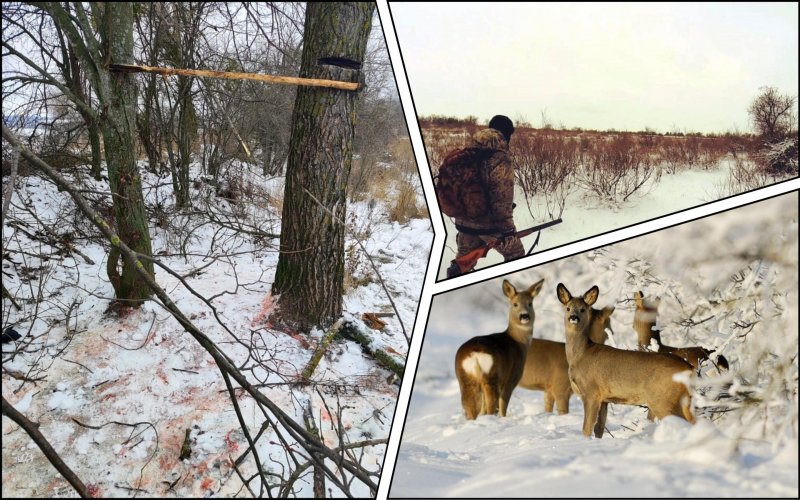 В Сумской области браконьеры жестоко убили 8 косуль