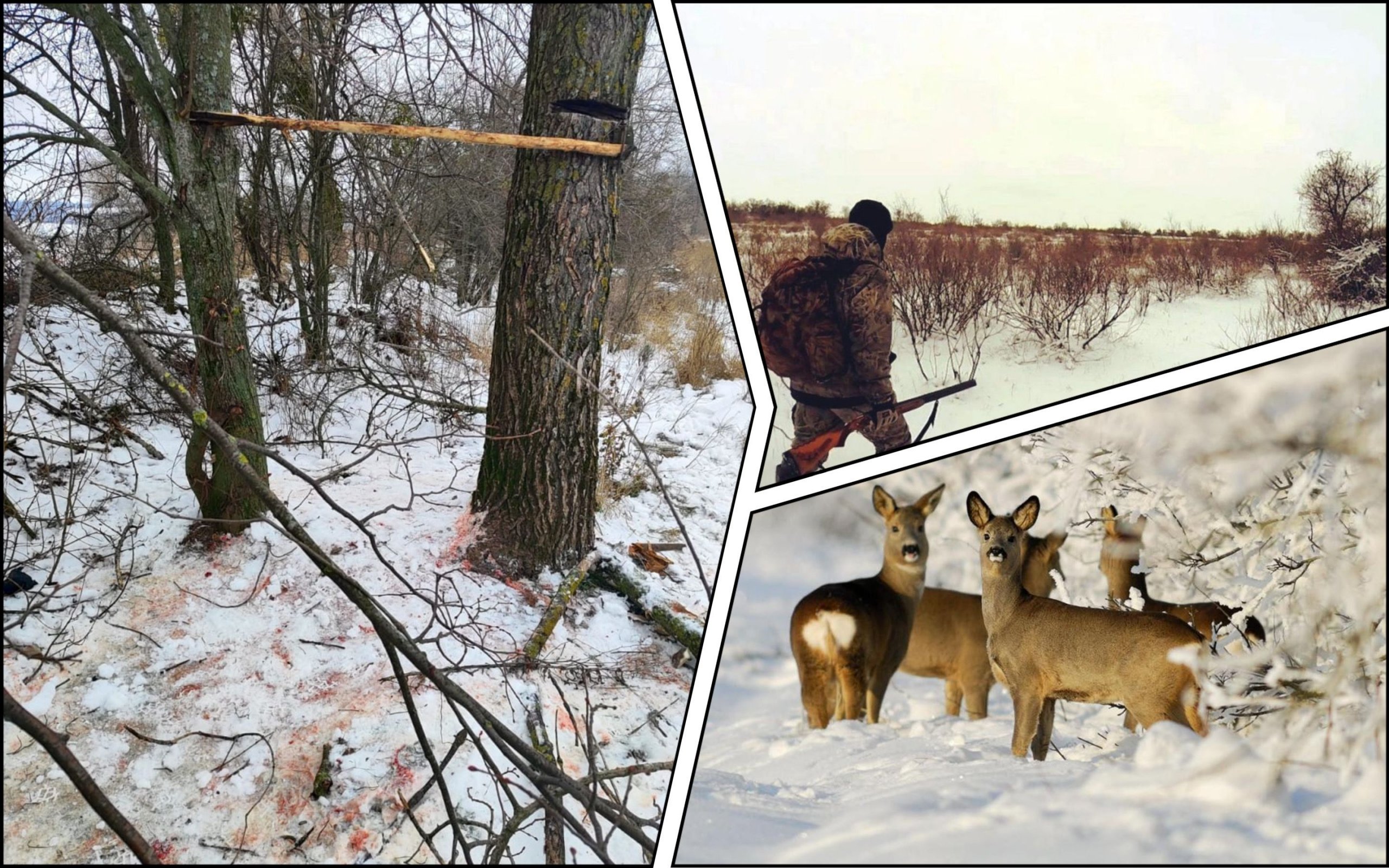Photo – Poachers brutally killed 8 roe deer in the Sumy region