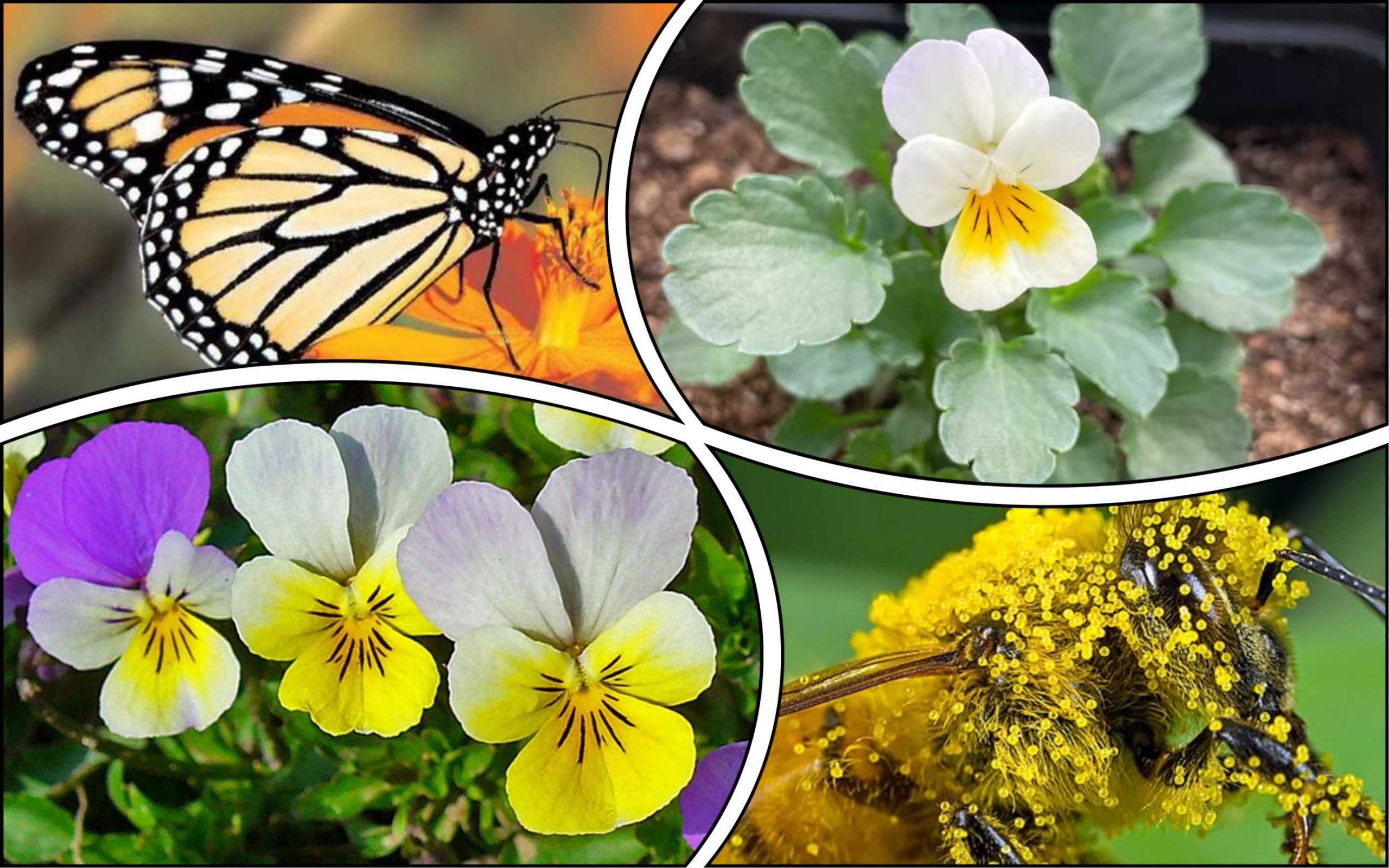 Photo – Plants have begun to adapt to the disappearance of pollinating insects: scientists sound the alarm