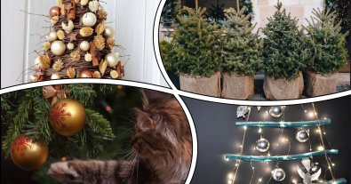 Photo – How to choose a Christmas tree and not harm nature: TOP-5 eco-trees