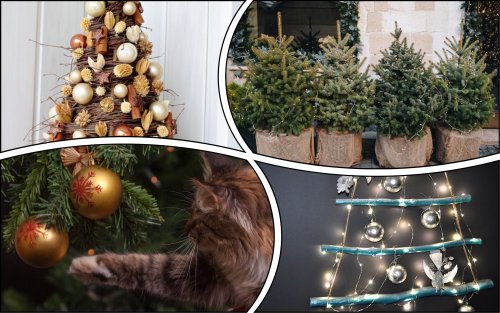 How to choose a Christmas tree and not harm nature: TOP-5 eco-trees