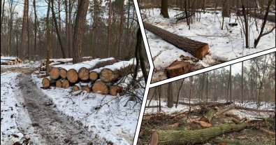 Photo – The Belychansky reserve forest is being massively cut down near Kyiv