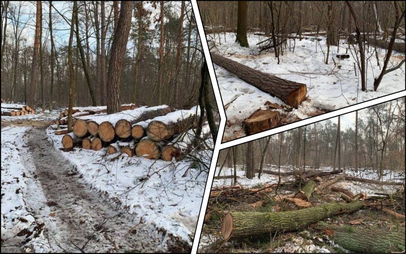 Под Киевом массово вырубают заповедный Беличанский лес