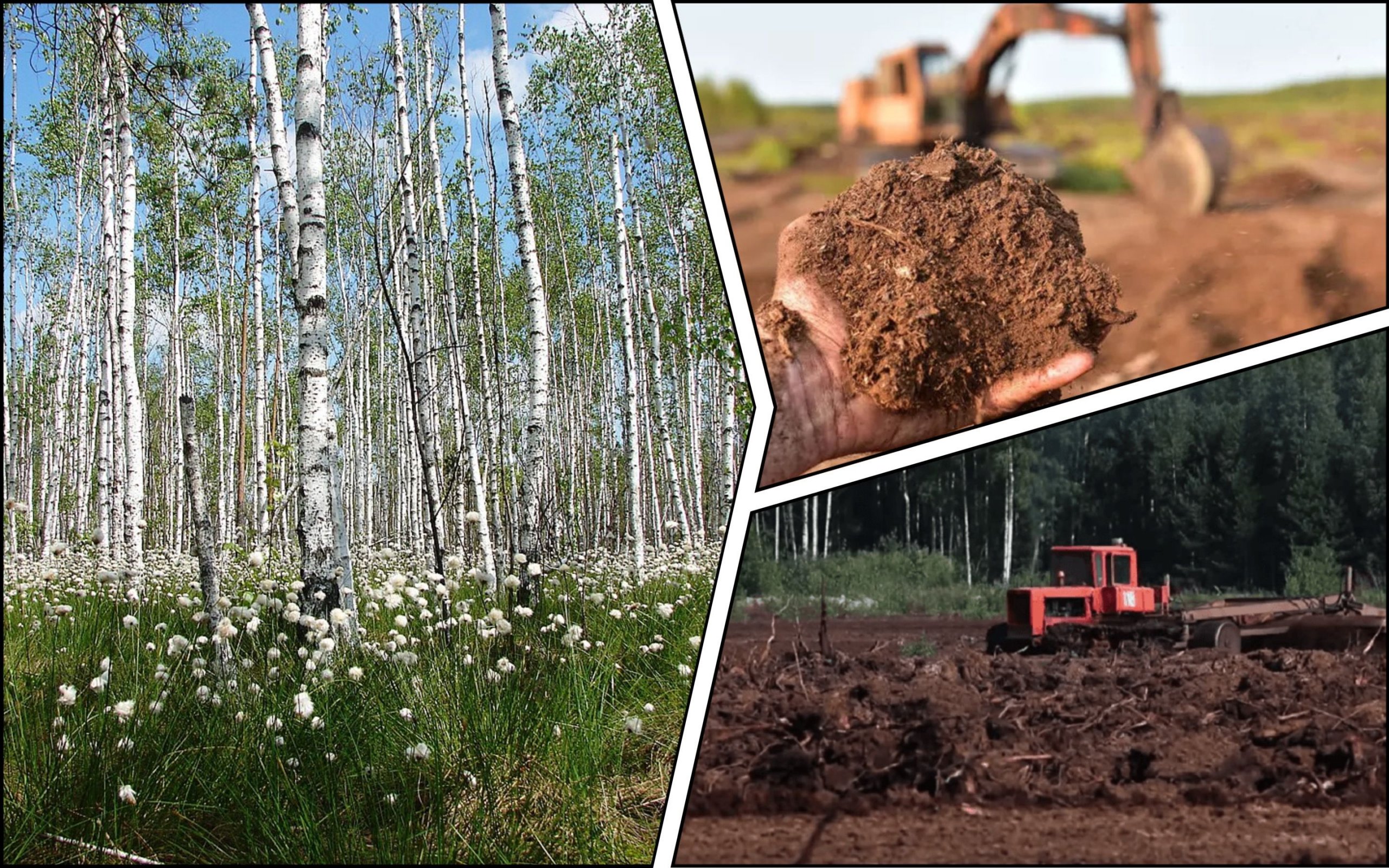 Photo – 260 hectares of forests and swamps are to be destroyed for mining in Rivne region