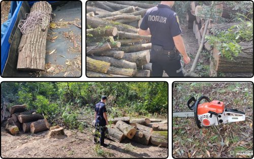 Four black loggers will be tried in Odesa region for destroying trees