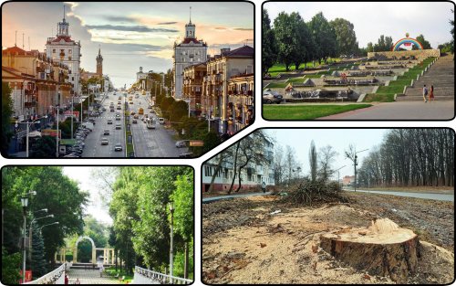 At least 900 trees destroyed in Zaporizhzhia over a year and not a single one planted