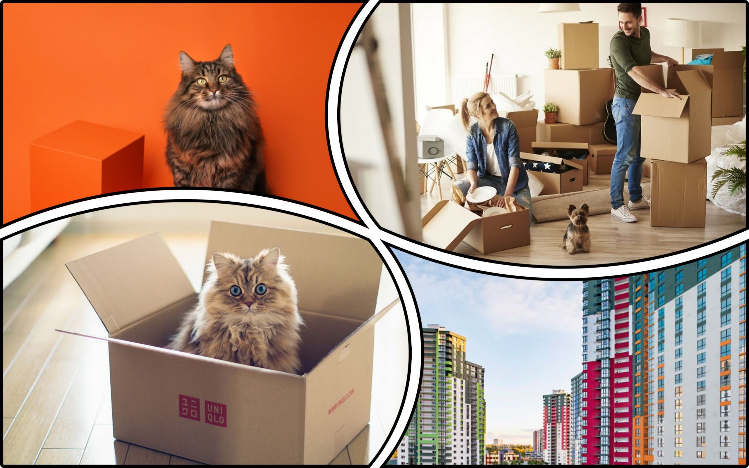 Photo – "Invite a Cat to a Housewarming" initiative launched in Ukraine