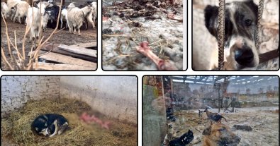 Фото – Волонтери закликали допомогти тваринам зі скандального притулку на Київщині