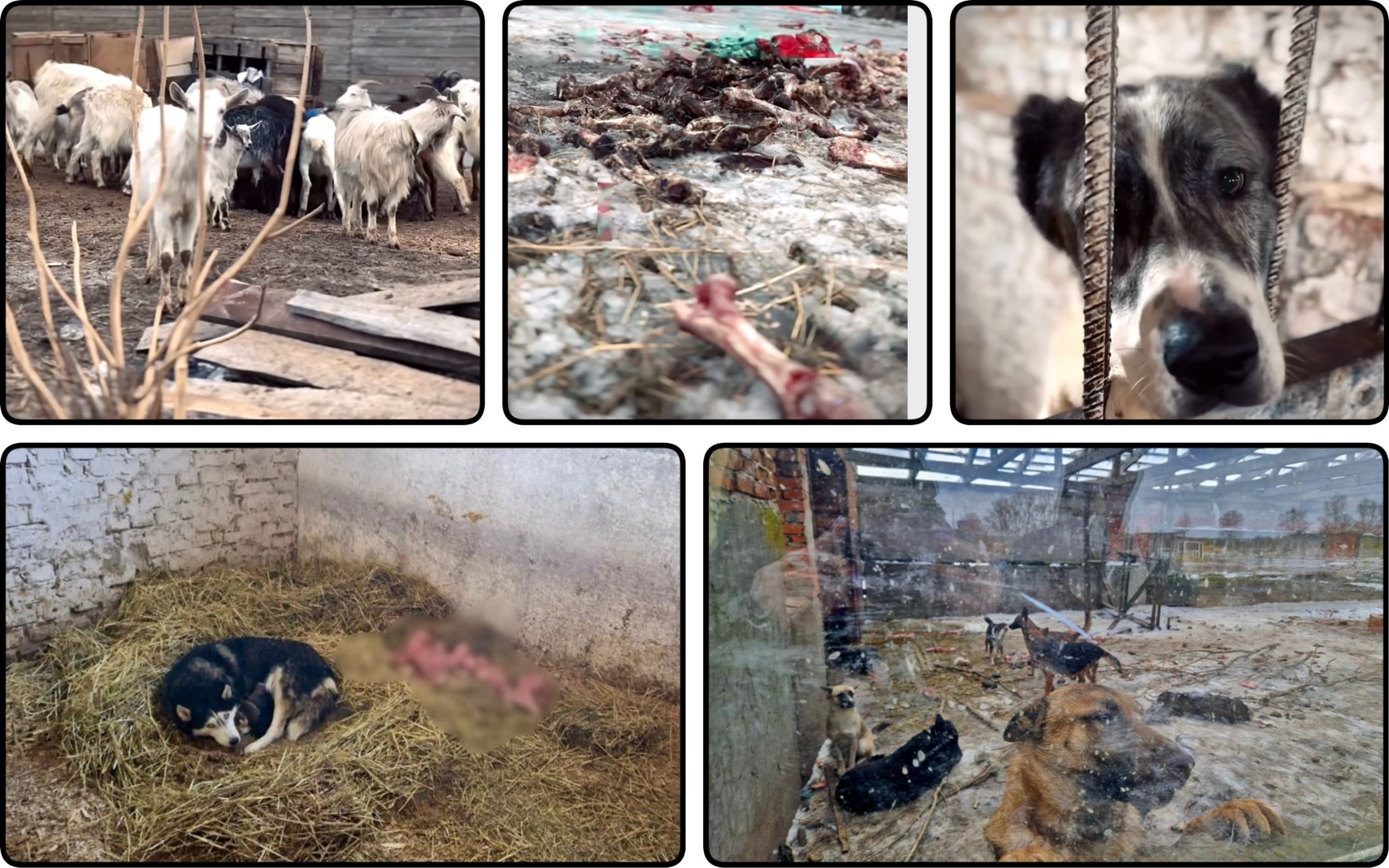 Photo – Volunteers call to help animals from scandalous shelter in Kyiv region