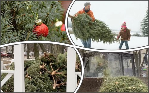 Жители одного из районов Киева сдали на переработку 100 новогодних елок