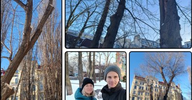 Фото – Кияни врятували від знищення старі дерева у сквері інтелігентів