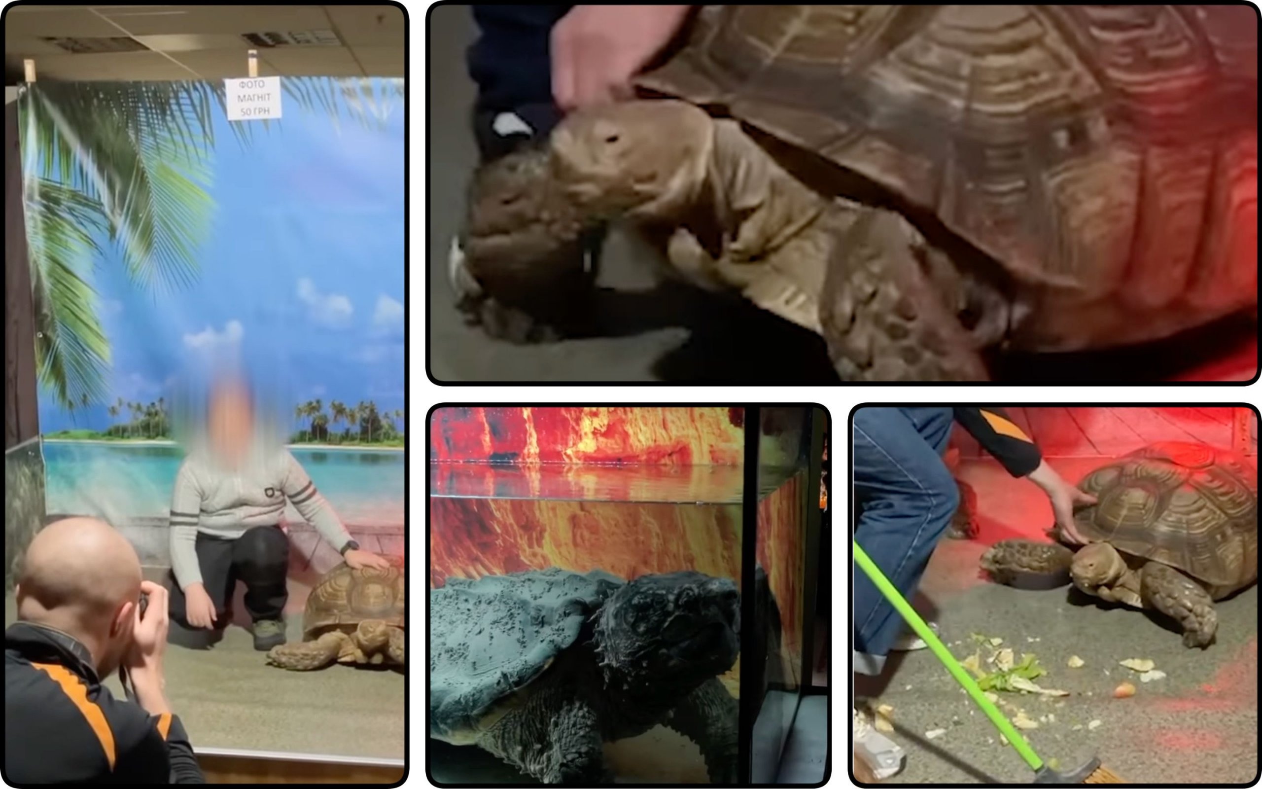Photo – Animal rights activists file a complaint with the police against a mobile exhibition of turtles in Kamianets-Podilskyi