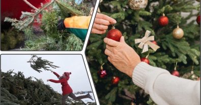 Фото – Куди в Одесі здати новорічну ялинку на утилізацію: адреси
