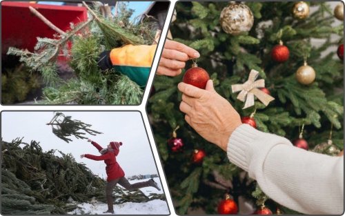 Куда в Одессе сдать новогоднюю елку на утилизацию: адреса