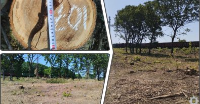 Фото – На Буковині залізничника звинуватили в організації вирубки на мільйон гривень