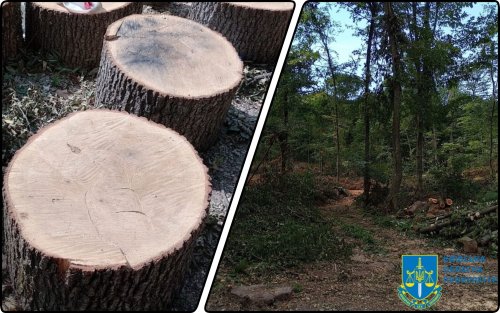 На Київщині судитимуть чотирьох “чорних” лісорубів за масштабну вирубку на 1,5 млн грн