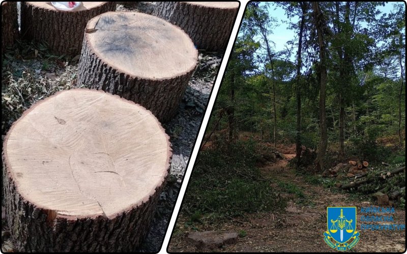 Four black loggers to be tried in Kyiv region for large-scale logging worth UAH 1.5 million