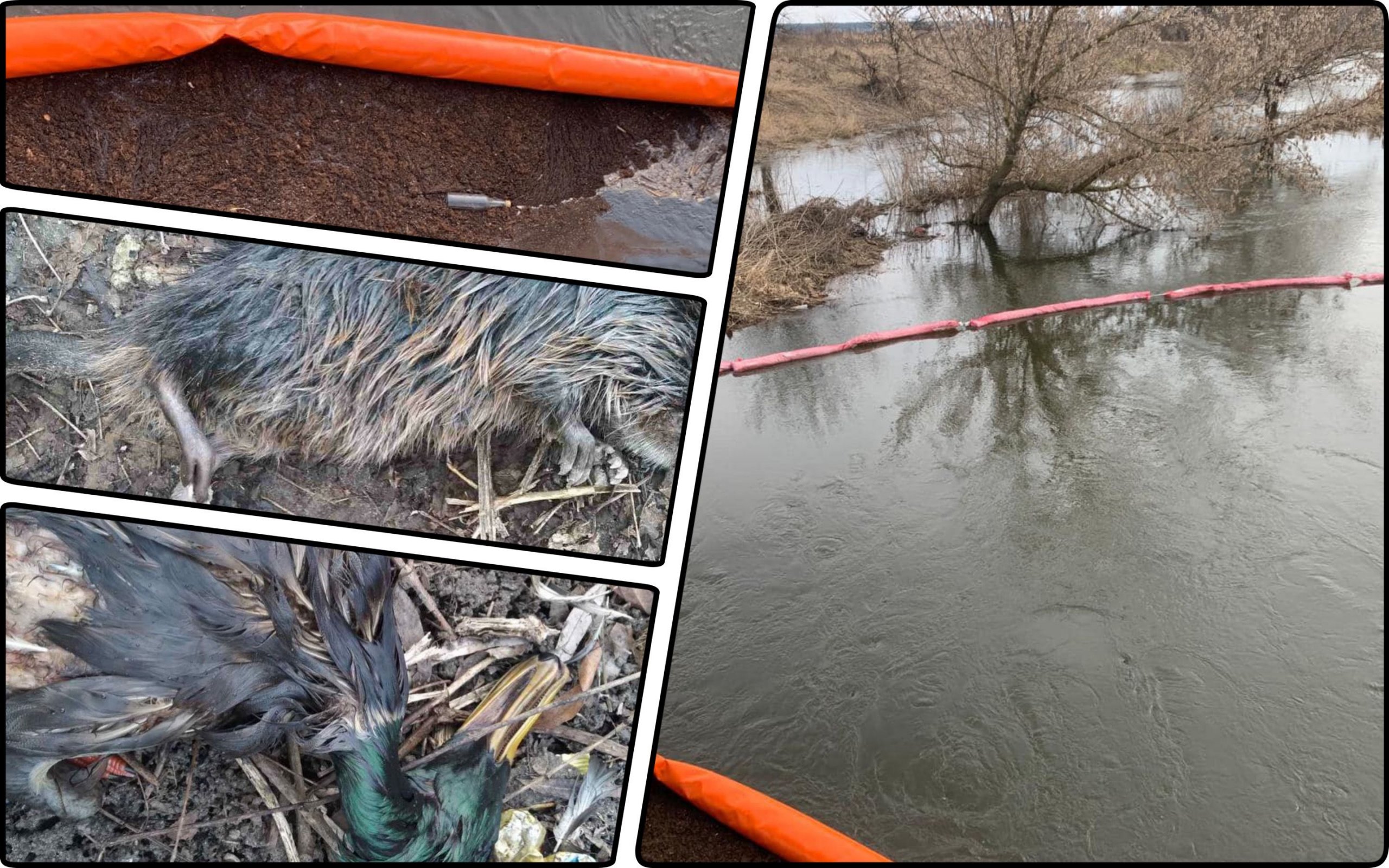 Photo – Long-awaited cleanup of rivers from oil spill begins in Kharkiv – environmental activist