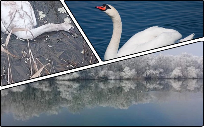 Hundreds of swans died in a national park in Odesa region: scientists sound the alarm
