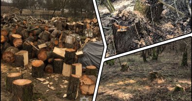 Фото – На Волині поліцейські спіймали на гарячому “чорного” лісоруба
