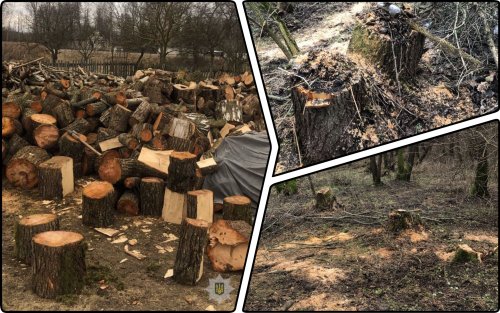 На Волыни полицейские поймали на горячем "черного" лесоруба