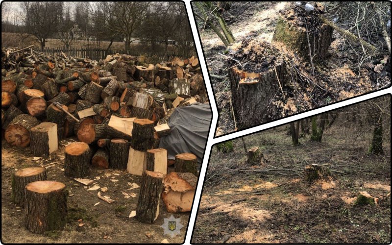 Police catch black logger red-handed in Volyn region