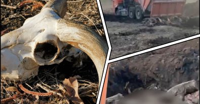 Фото – Полицейские "поймали с поличным" полтавчан, которые устроили скотомогильник посреди поля