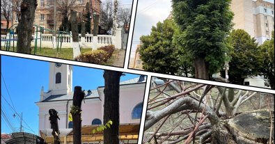 Фото – Українців закликали рятувати дерева від варварської обрізки крон: яка небезпека