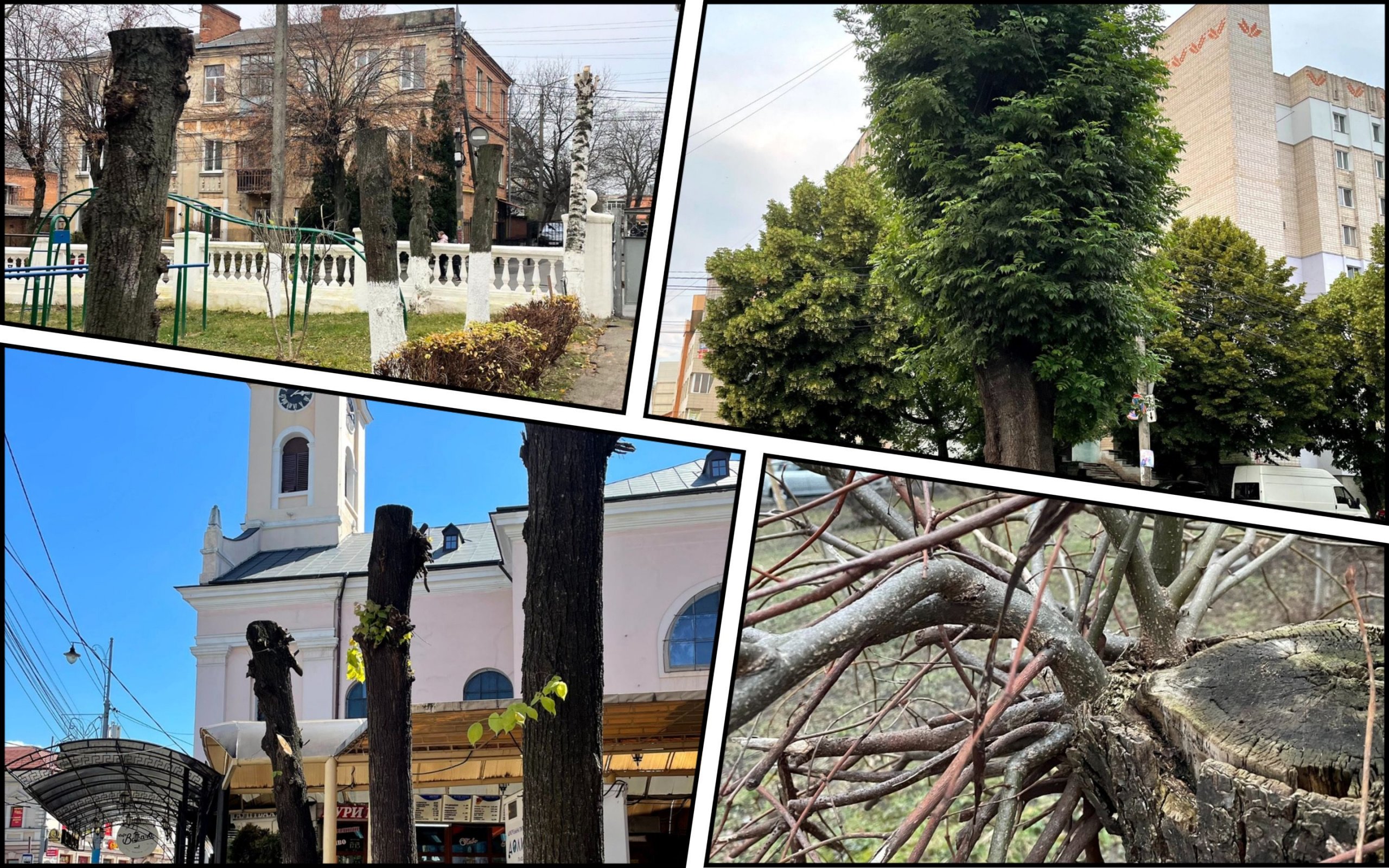 Photo – Ukrainians urged to save trees from barbaric crown pruning: what is the danger