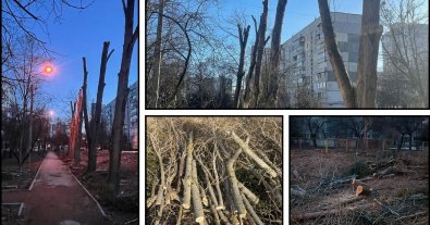 Фото – У Харкові вкотре по-варварськи обрізали дерева. Фото