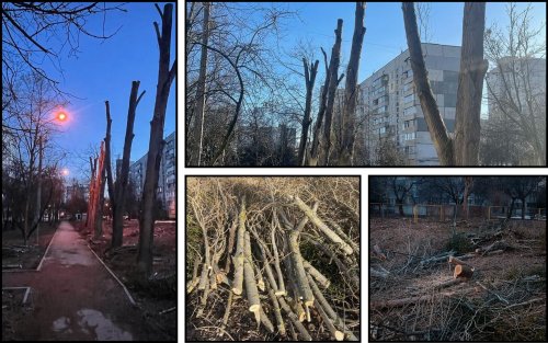 Trees have been barbarically cut down in Kharkiv once again. Photo.