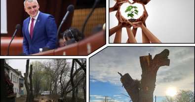 Фото – Від мера Миколаєва вимагають зупинити варварську обрізку дерев “під стовбур”
