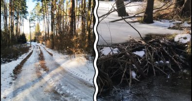 Фото – Під Києвом роздали під забудову 15 ділянок лісу наукової станції – КЕКЦ