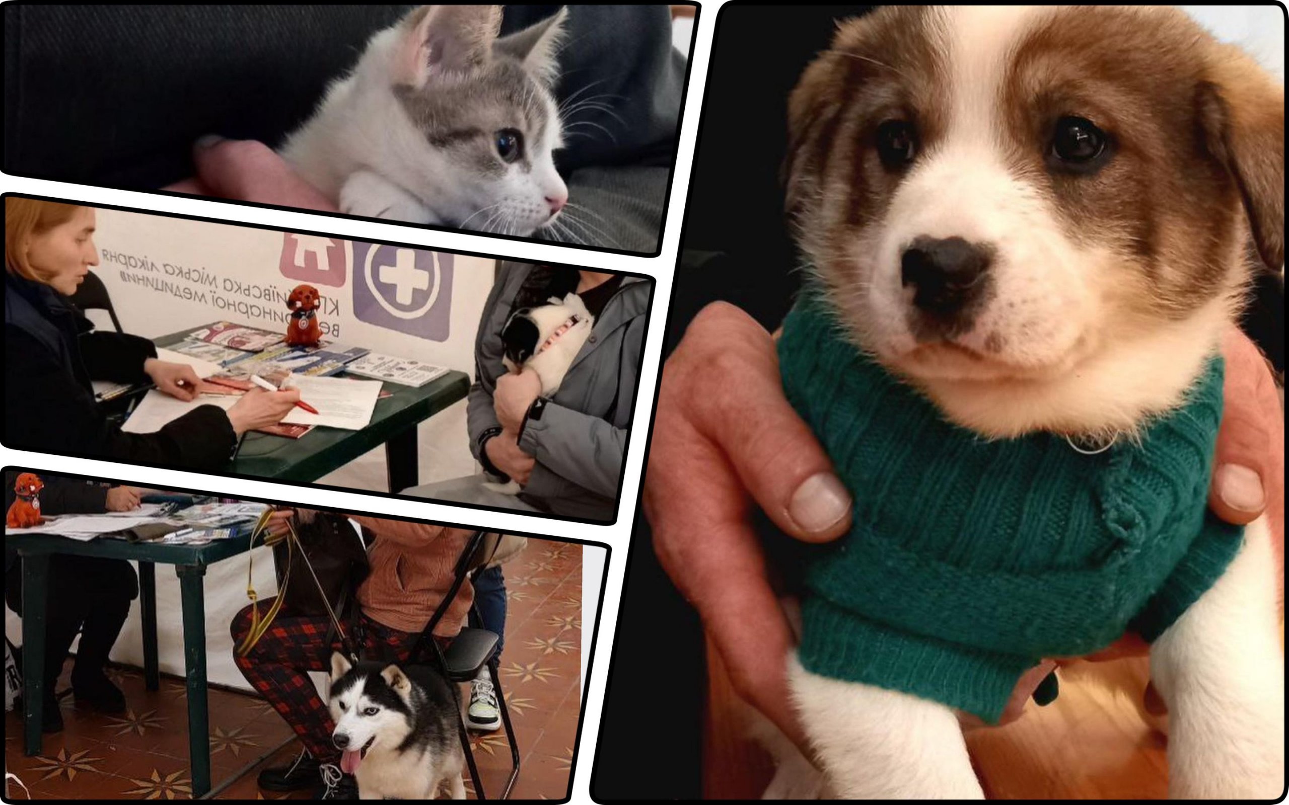 Photo – Kyiv residents adopt dozens of homeless animals in one weekend