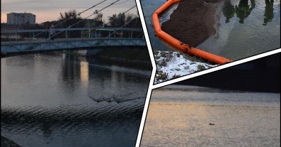Фото – У Харкові в річку Лопань повернулися качки після розливу нафти