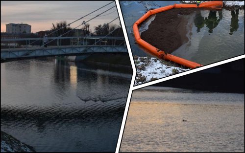 Ducks return to the Lopan River in Kharkiv after oil spill