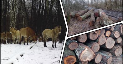 Photo – Ecoprosecutor's Office investigates felling of 200 centuries-old oaks in Chornobyl reserve